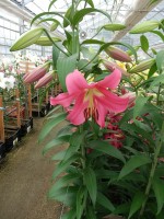 [5205 Fedora Mak No01.JPG]